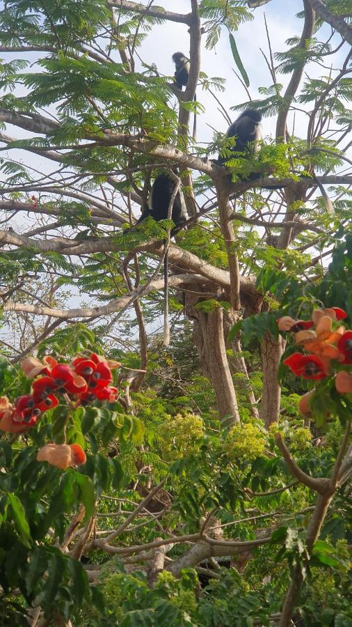 Bed and Breakfast Mami Wata House Kwale Exterior foto